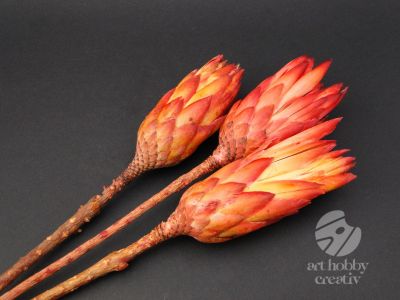 Buchet de floare Protea - rosu - 3 fire