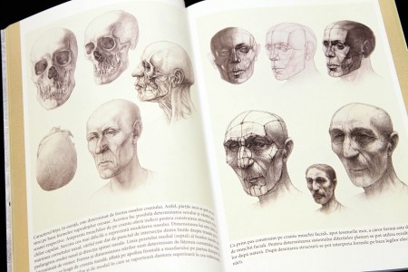 Micul Atelier - Bazele anatomiei artistice