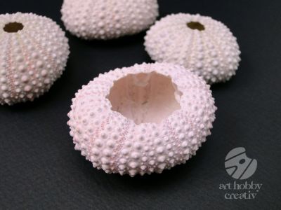 Arici de mare natur set/4buc