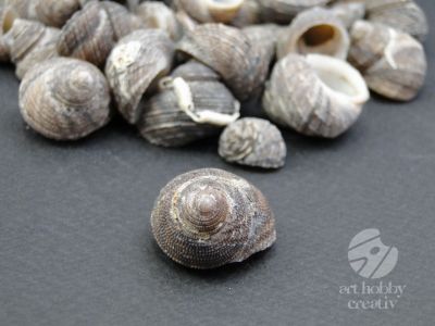Scoici naturale pentru decor 100gr