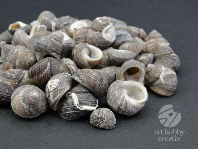 Scoici naturale pentru decor 100gr