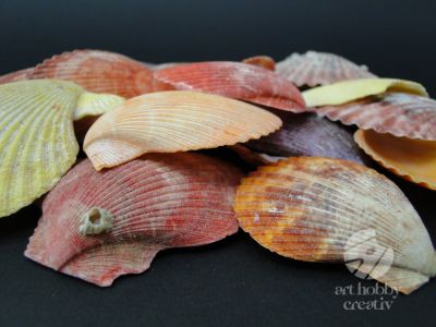 Scoici naturale decorative 200gr