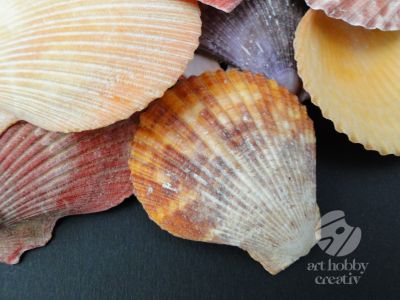 Scoici naturale decorative 200gr