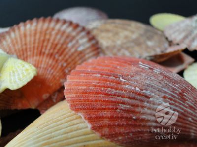Scoici naturale decorative 200gr