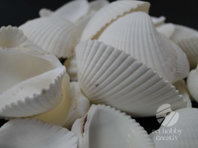 Scoici decorative mini albe 140gr