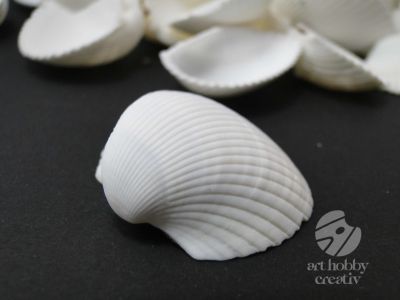 Scoici decorative mini albe 140gr