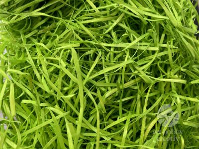 Lana de lemn - verde 500gr