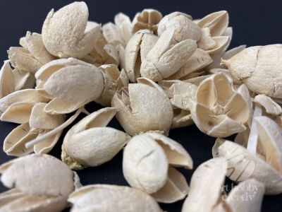 Bakuli planta uscata - alb pach/50gr