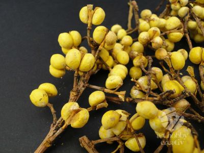 Crengute cu bobite galbene - planta uscata - pach/50gr