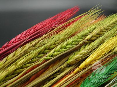Grau cu spic lung - color 