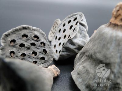 Lotus natur 3-4cm