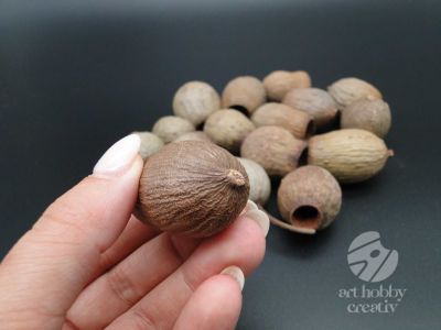 Fruct eucalipt - 50 gr