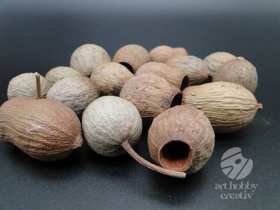 Fruct eucalipt - 50 gr
