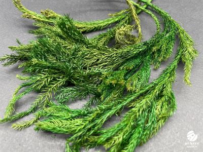 Ericamoos Muschi Natural (10 g)