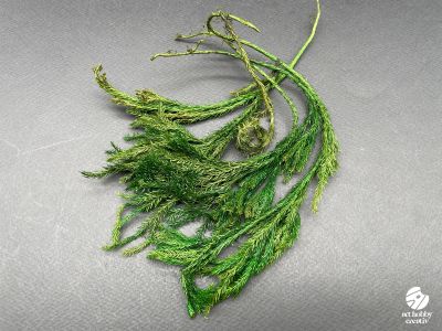 Ericamoos Muschi Natural (10 g)