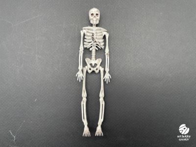 Schelet Decorativ din Plastic – 15-16 cm (Halloween & Craft Decor)