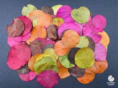 Frunze Moneta colorat - set 20 gr.