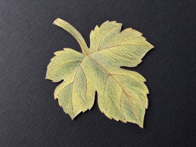 Figurina lemn frunza vita de vie  - 9cm