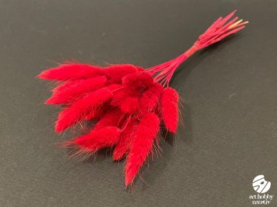 Lagurus– 15 fire