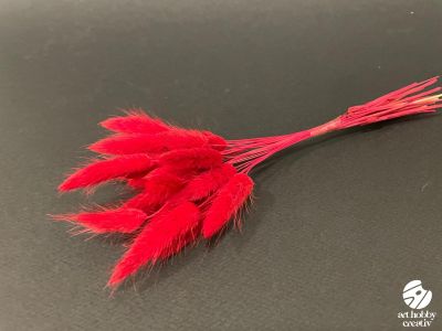 Lagurus– 15 fire